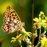 опять про бабочек...111 :: Александр Прокудин
