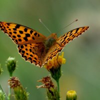 опять про бабочек...115 :: Александр Прокудин