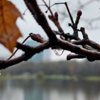 Капельки :: Мария Яковлева