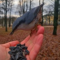 Поползень :: Сапсан 