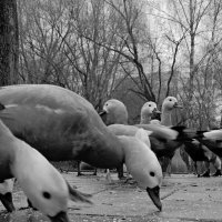 Уточки :: Мария Яковлева