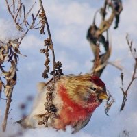 чечётка :: gawrilа - dan