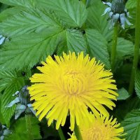 Скоро Весна! :: Игорь Корф