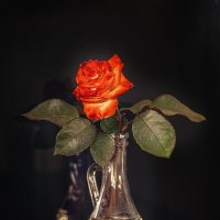 * :: Svetlana Galvez