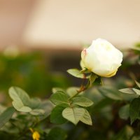 Белая роза. :: Юрий Полторыхин. Белая роза. :: Юрий Полторыхин.