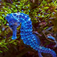 Длиннорылый морской конёк :: Aleksey Afonin