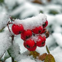 ... :: Светлана Ищенко