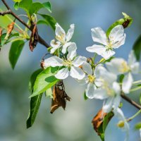 *** :: Виктор Иванович Чернюк