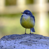 Горная трясогузка. :: Alexander Amromin