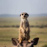 ПОЕХАЛИ ! :: Валерий Кокорев