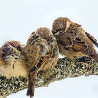 Пережидая холода. :: Михаил Белоусов