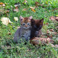 Котята :: Александр Лычагин Котята :: Александр Лычагин