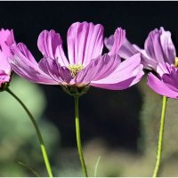 Космея :: ZNatasha -