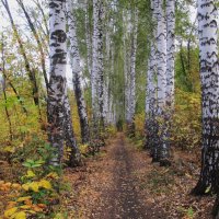 берёзовая аллея :: Елена Шаламова берёзовая аллея :: Елена Шаламова