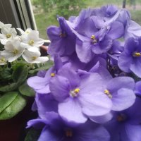 Фиалки :: Елена Семигина Фиалки :: Елена Семигина