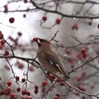 Свиристель за обедом. :: Владимир 