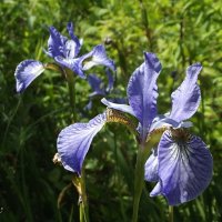 Ирисы :: Freddy 97