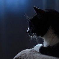 Гоша :: Анна S