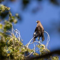 Чёрный коршун. :: Евгений Голубев