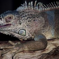Обыкновенная ИГУАНА :: Владимир Максимов