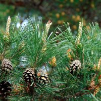 Шишки и не шишки. :: nadyasilyuk Вознюк