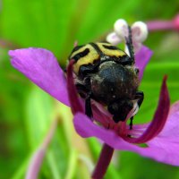 Восковик. :: nadyasilyuk Вознюк