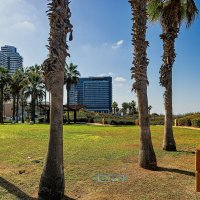 Лужайка. :: Argaman Табашник Лужайка. :: Argaman Табашник