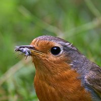 Иллюстрация  закона природы :: Николай Соколухин