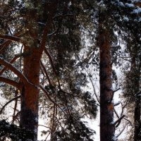Сосны :: Радмир Арсеньев