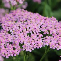 Тысячалистник :: Tim Andrews