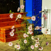 Букет во дворе :: Анатолий Чикчирный