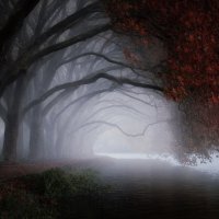 Старые платаны! Озеро Бальденай. Город Эссен. Германия :: Игорь Геттингер (Igor Hettinger)