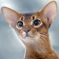 Кошки в Крокусе 29 ноября :: Михаил Бибичков