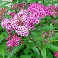 ..розовый тысячелистник в парке санатория Лаго-Наки.. :: galalog galalog