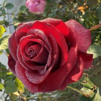 Роза :: Валентина .