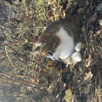 Маруся :: Валентина .