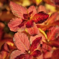 Отгорели, отпылали краски осени. :: Лилия *