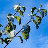 Картинка поздней осени. :: Милешкин Владимир Алексеевич 