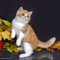 Oсень, рыжая подружка, в гости к нам пришла. :: Светлана Ищенко