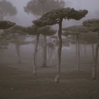 Танцуют :: Юрий Полторыхин.