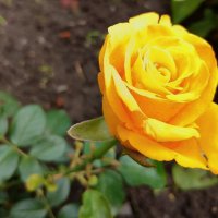 Розы, ах розы! :: Любовь Сахарова