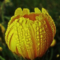 Бутон календулы в каплях дождя :: Людмила Смородинская