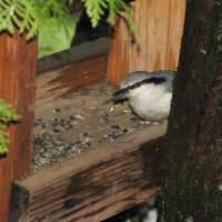 Поползень в кормушке :: Людмила Смородинская