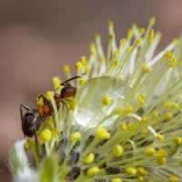 Муравейка :: Андрей Пристяжнюк Муравейка :: Андрей Пристяжнюк