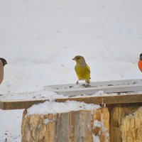 Трио) :: Татьяна Лютаева