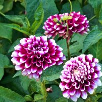 Геортина  многолетняя  Эдинбург :: Валентин Семчишин