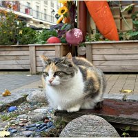 Зеленоградский. :: Валерия Комова Зеленоградский. :: Валерия Комова