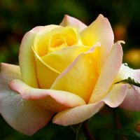 С днём Матери :: Юрий. Шмаков С днём Матери :: Юрий. Шмаков