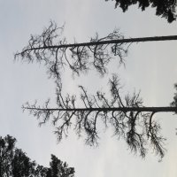 Урал :: Елена Шаламова Урал :: Елена Шаламова