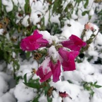 Картинки осени :: Ольга Картинки осени :: Ольга